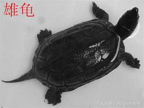 熙名字女 烏龜是體內受精嗎